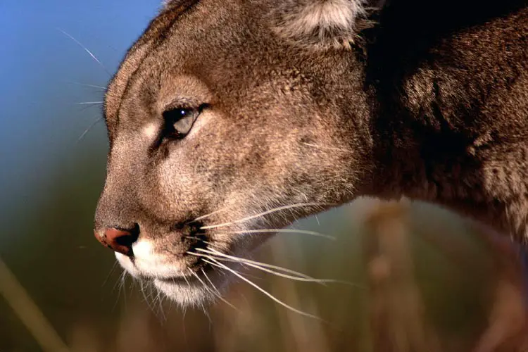 Wildlife in Brazil Home to the Amazon, Pantanal and Cerrado