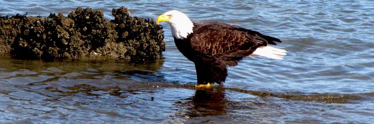 Eagle waiting for Salmon