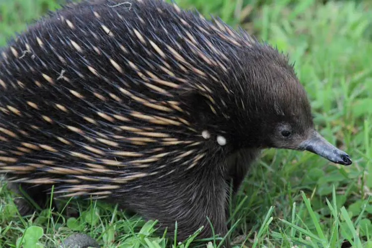 An Echidna is the classic example of Australian Wildlife 