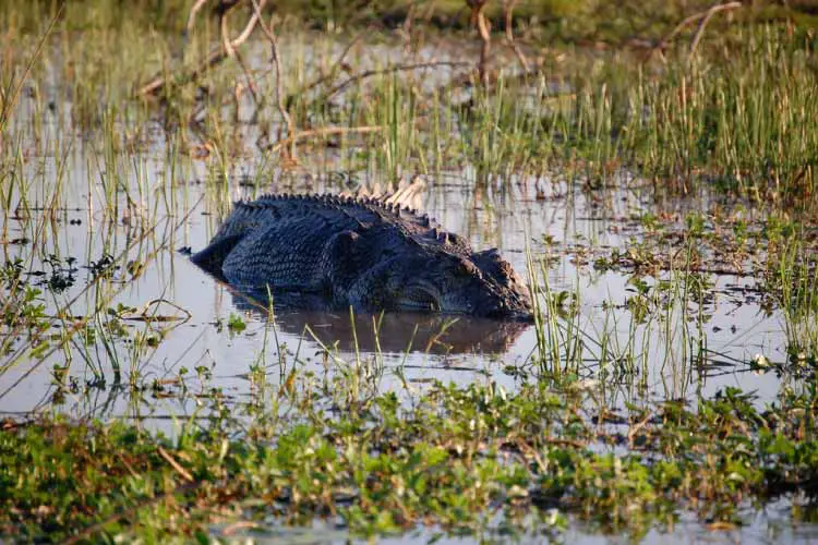 Large saltwater crocodile