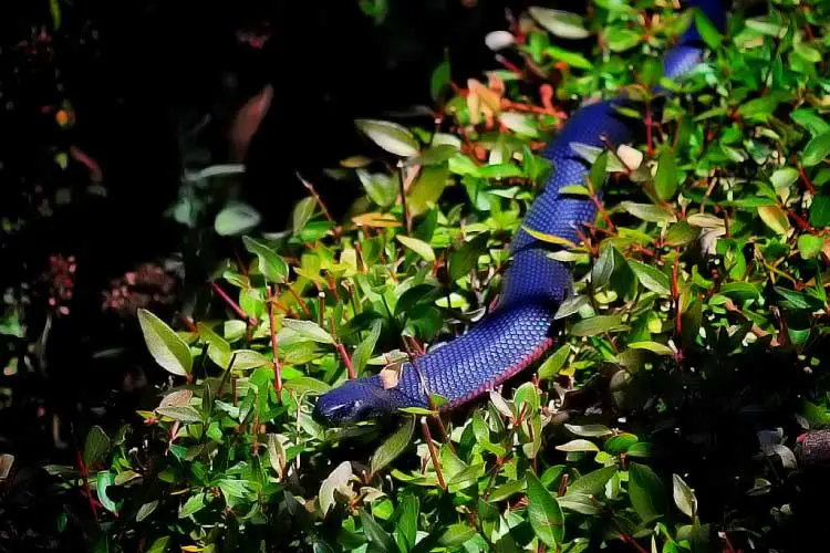 Red Belly Black Snake