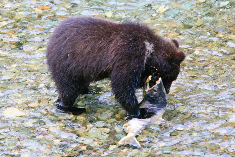 Black Bear Feeds on Salmon