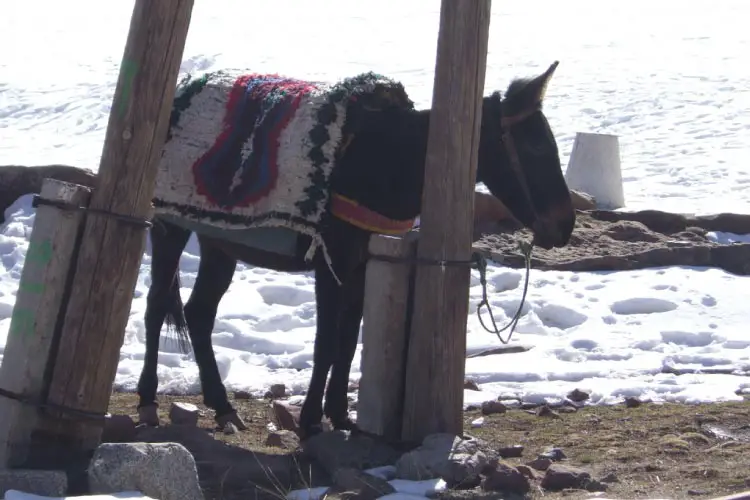 Donkey ride at Oukaimeden Ski resort in Morocco