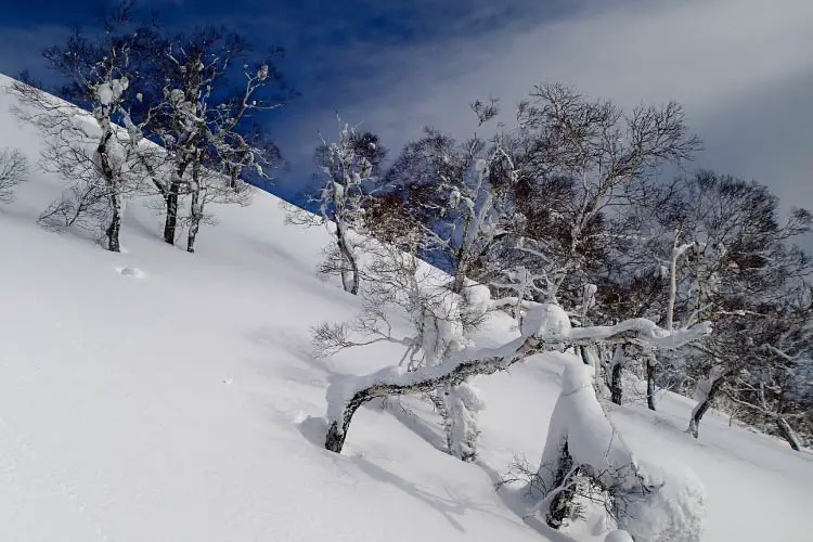 Deep powder in the trees in Niseko, Japan