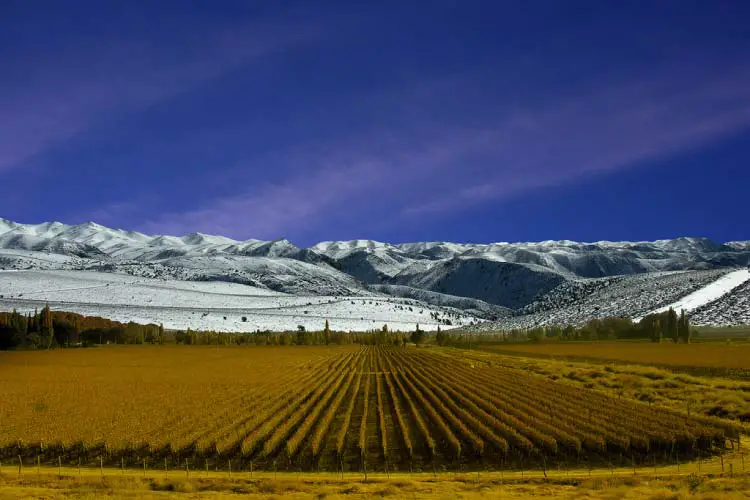 Mendoza wine tours with mountains in background