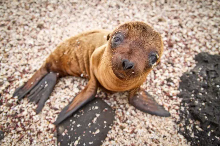 Baby Galapagos Sea Lion on beach