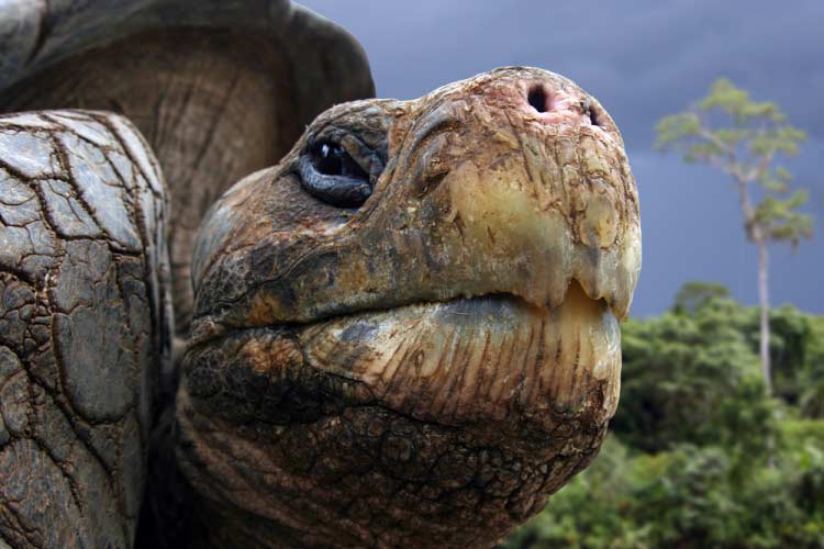 Close up of Giant Galapagos Tortoise 