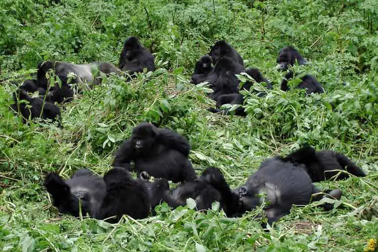 Gorilla Family in the Virunga National Park