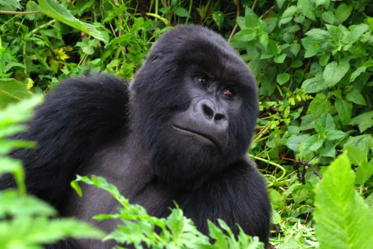 Mountain Gorilla in Virunga National Park