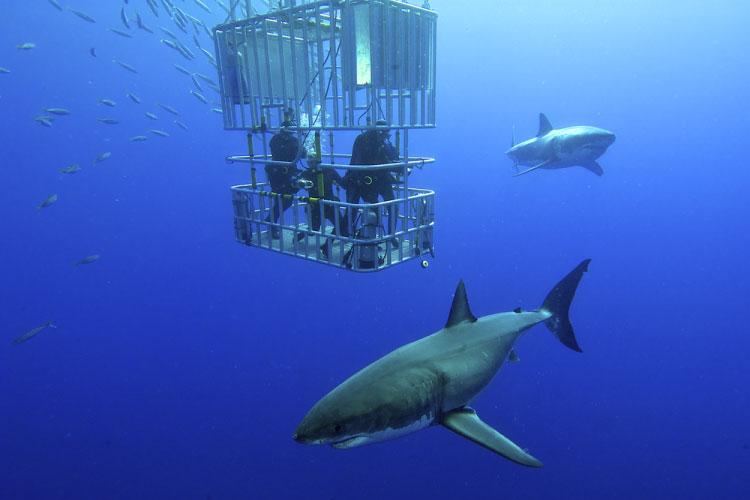 Cage Diving with Great Whites