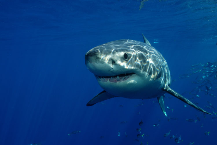 Cage Diving with a Great White Shark