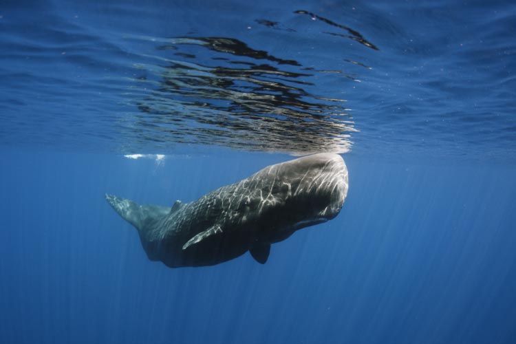 Sperm Whale in Kaikoura - Best Wildlife vacations