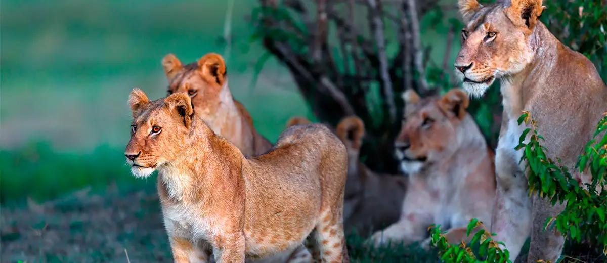 Lion cub with Double Cross pride in the background in Masai Mara, Kenya Featured Image