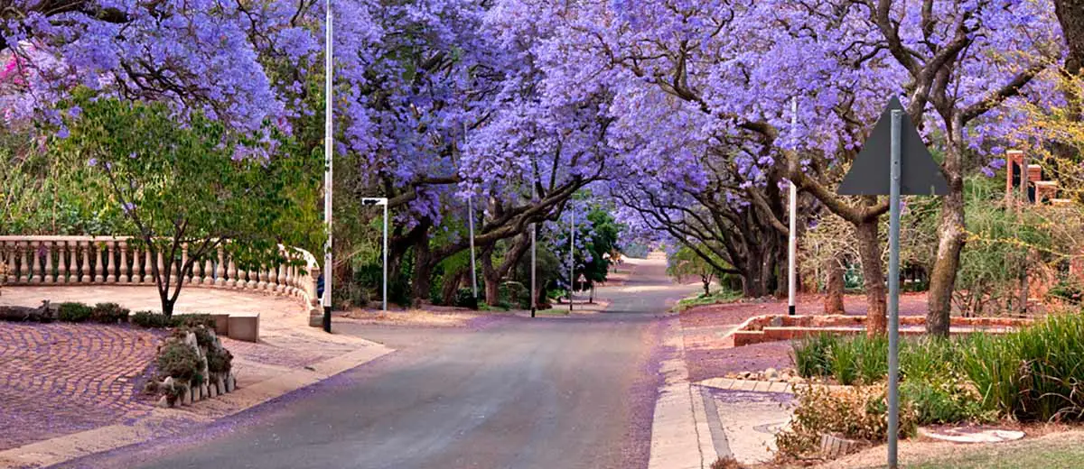 Jacaranda Trees in Pretoria