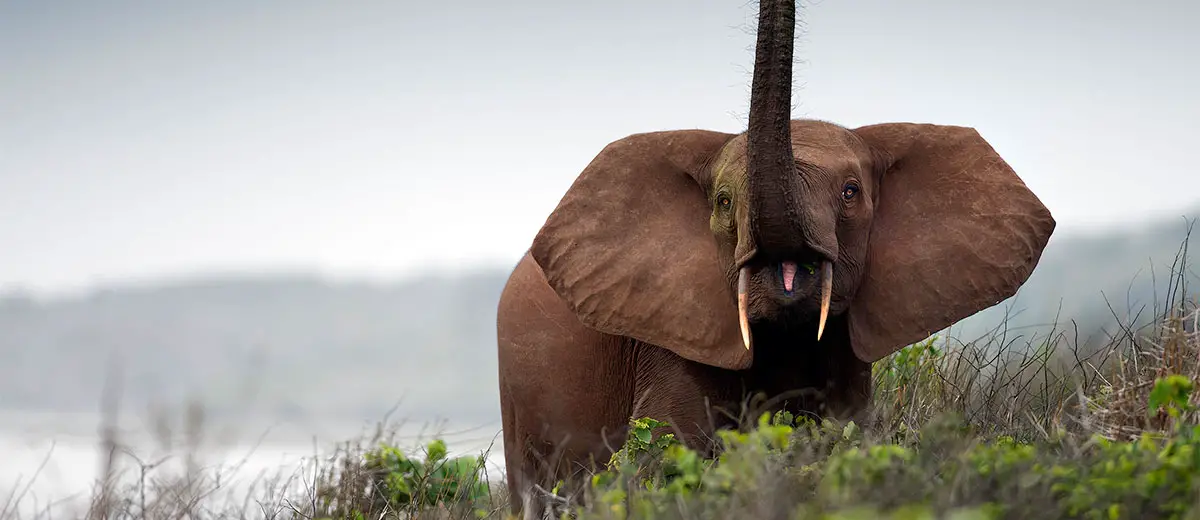 Forest elephant in Gabon