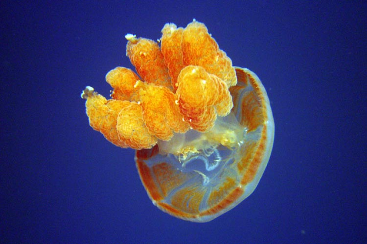 Lone Jellyfish in Palau