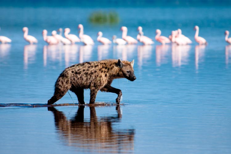 Hyena at Lake Nakuru