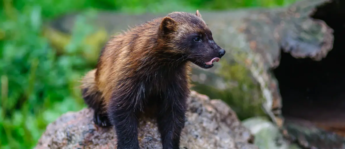 Wolverine in Finland