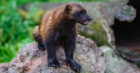 Northern European Animals - Discover Bears, Lynx and more