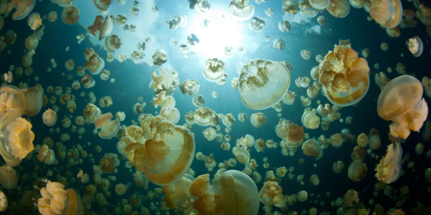 Swimming with Jellyfish in the Rock Islands in Palau