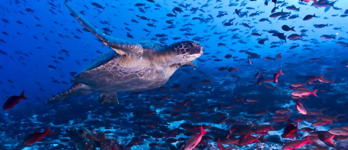 Sea Turtle in the Galapagos