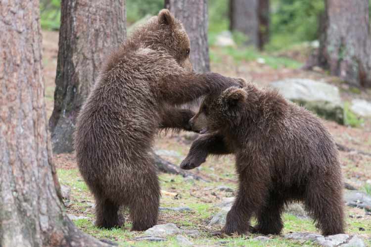 2 Brown Bear Cubs Playing around