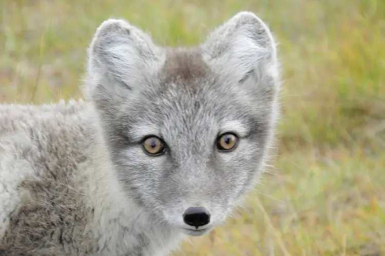 Closeup of an Arctic fox at Svalbard