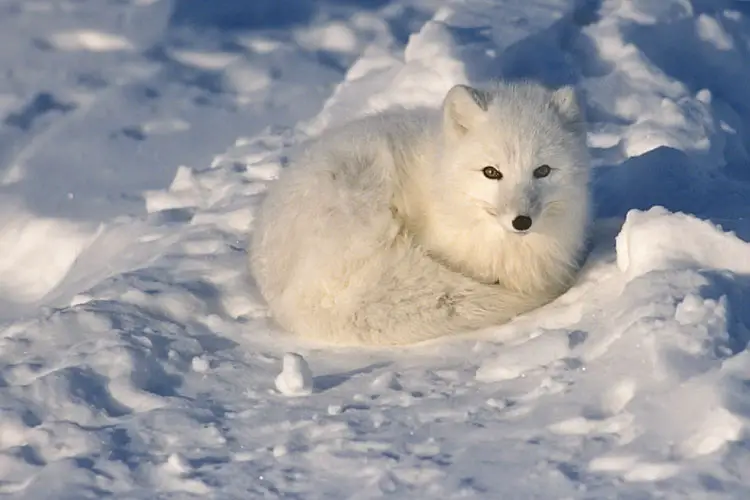 Arctic Fox