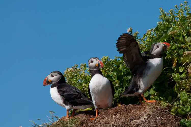 Atlantic Puffin in Norway