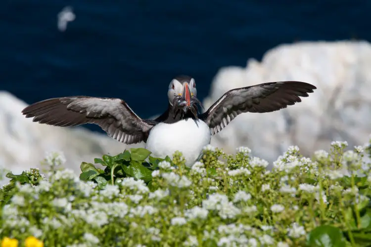 Atlantic Puffin post fishing, Norway