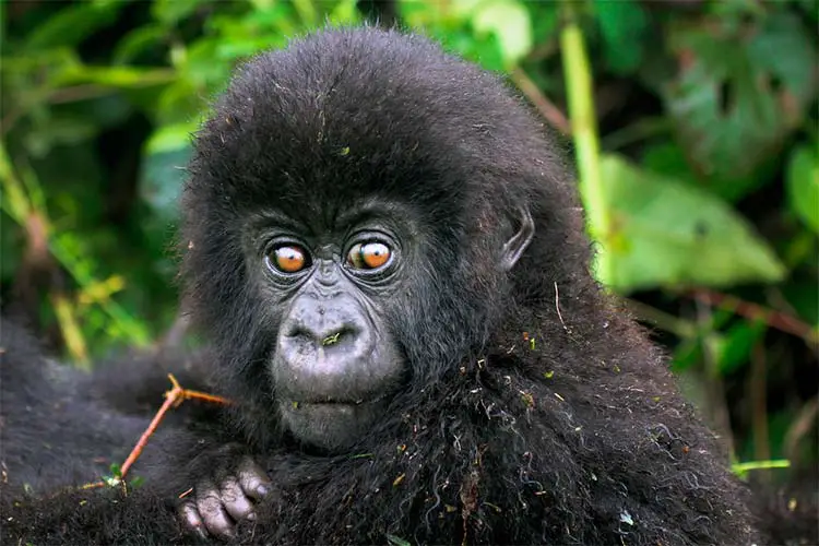 Baby Gorilla in Congo, a spectacular example of Central African Wildlife