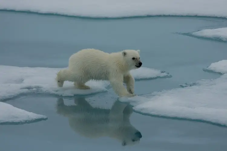 Baby Polar Bear in Svalbard