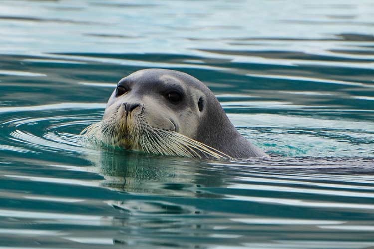 Bearded Seal at Monaco Glacier, Svalbard