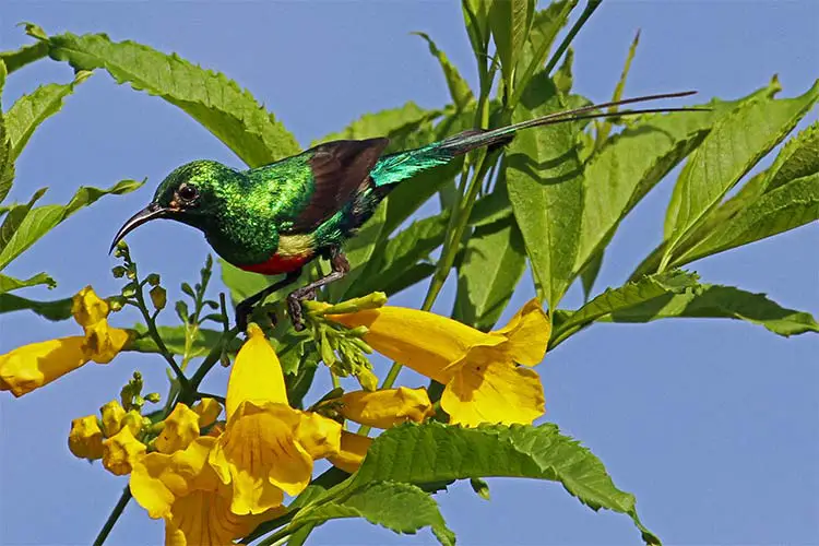 Beautiful Sunbird, the most colourful bird in Gambia