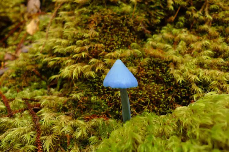 Blue Mushroom near Lake Kaniere