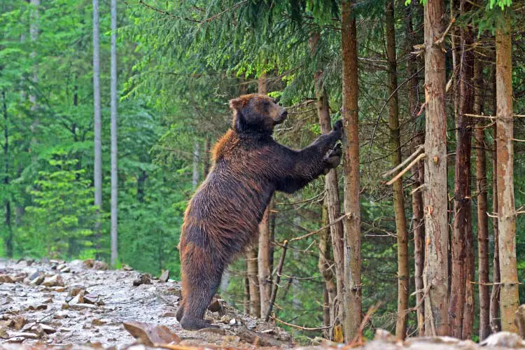 Brown bears in the Carpathians, Ukraine, Eastern Europe