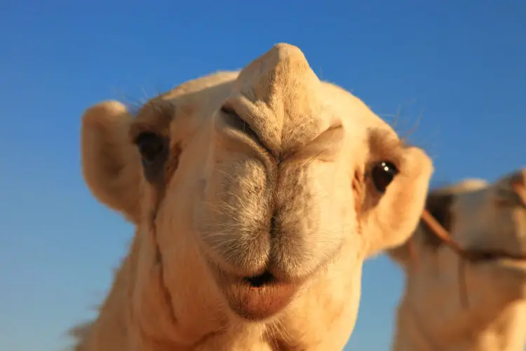 Camel in Egypt