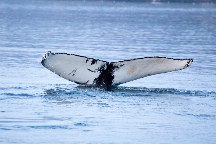 Diving Humpback Whale