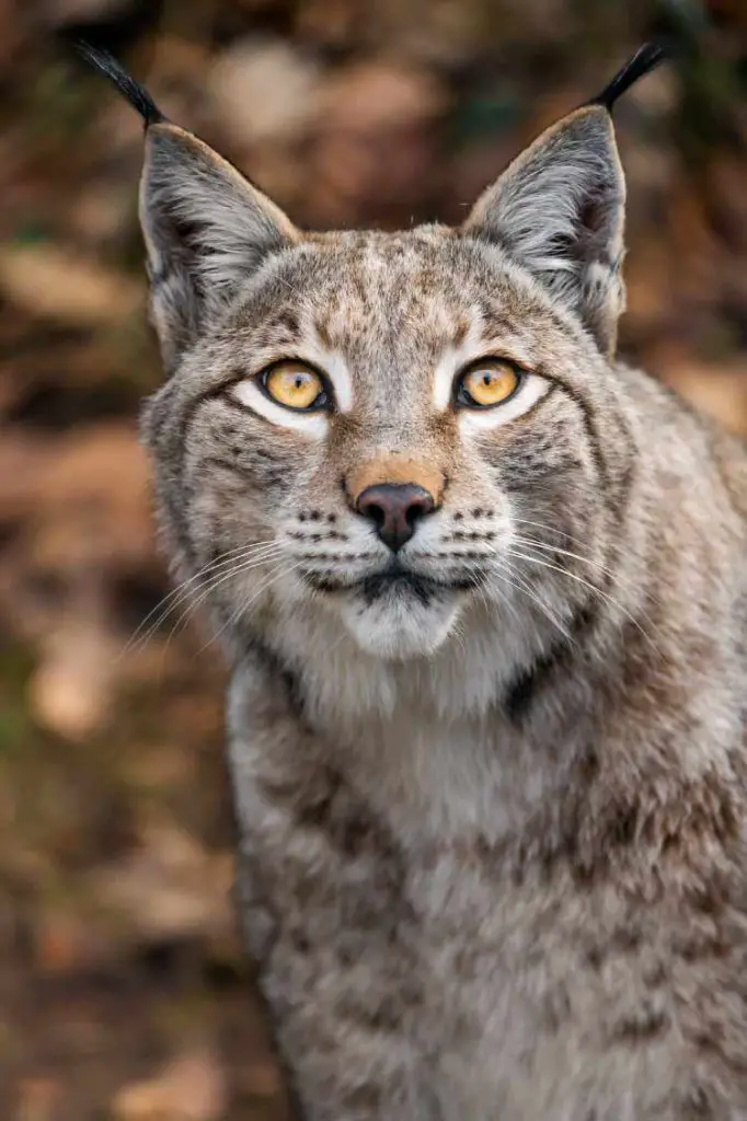 Eurasian Lynx Portrait