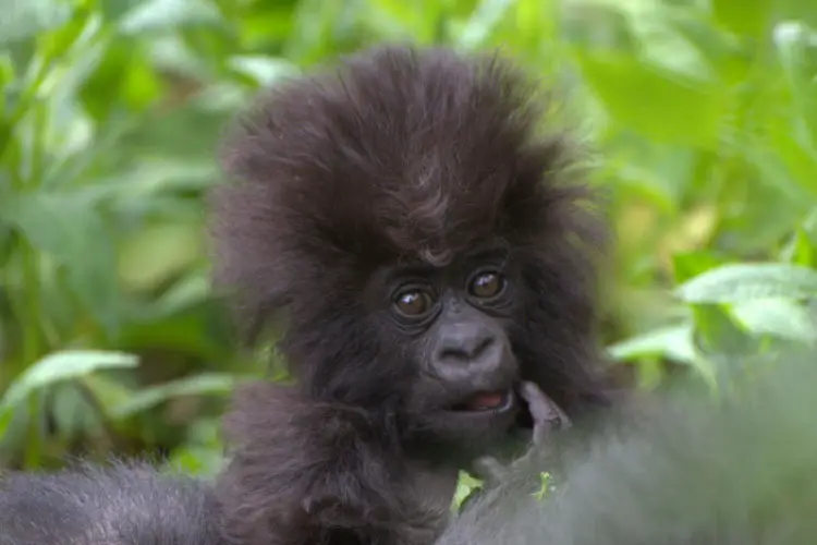 Baby Gorilla, Virunga National Park, DRC