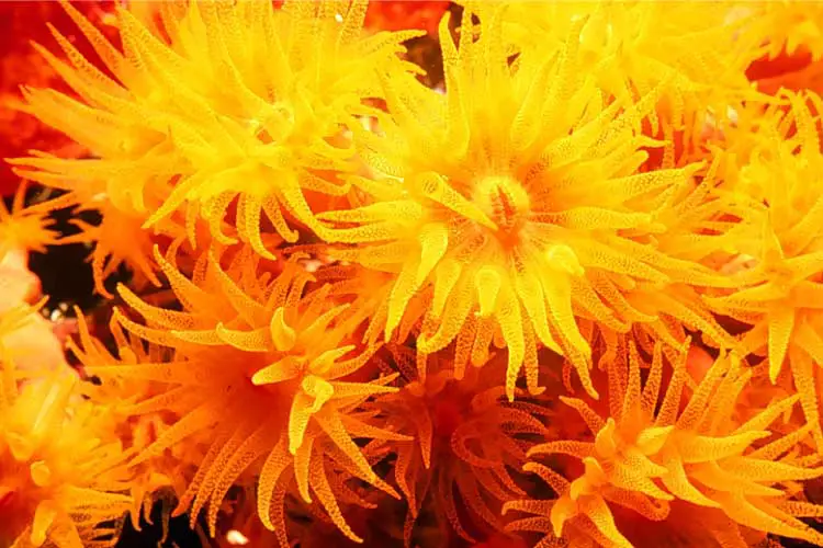 Daisy coral feeding, Great Barrier Reef, Australia - Possibly Australia's most recognizable World Heritage Sites