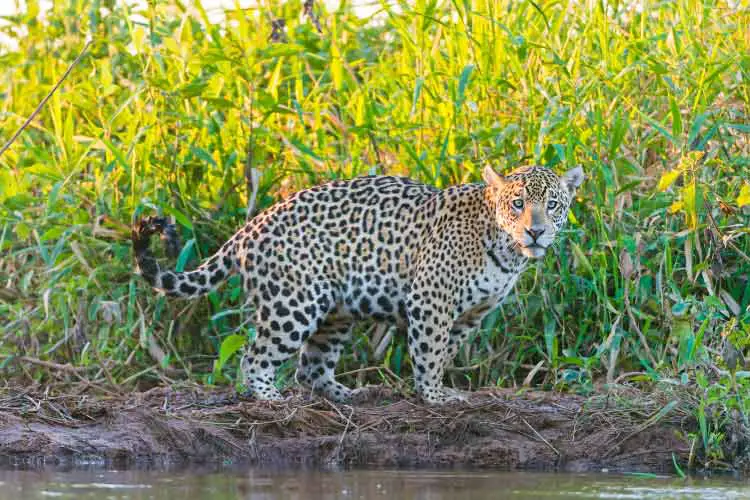 Jaguaress in the Evening Sun