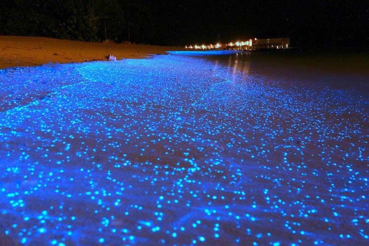 Maldives Beach Looks Like Starry Night Sky