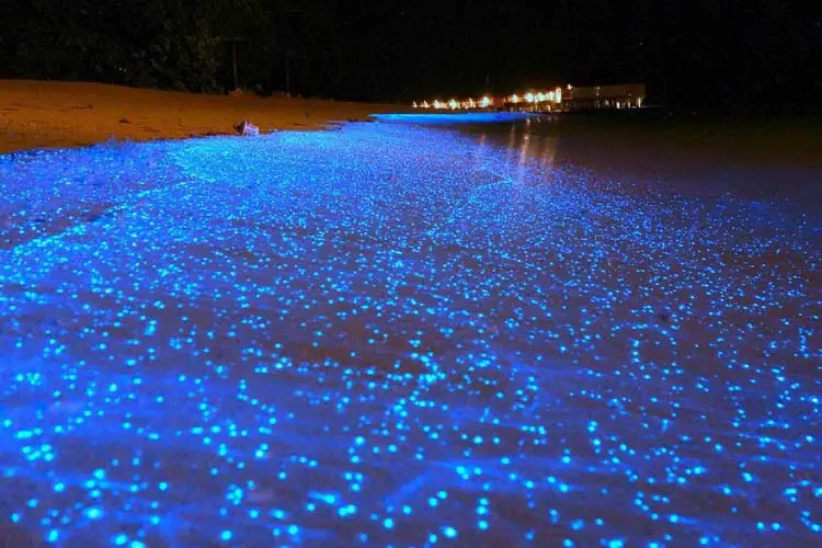 Maldives Beach Looks Like Starry Night Sky