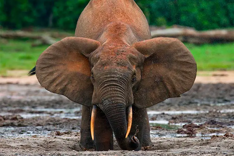 Forest elephant drinking water, Central African Republic