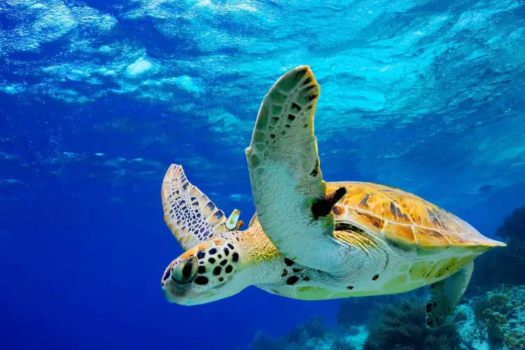 Green Sea Turtle swimming in Caribbean