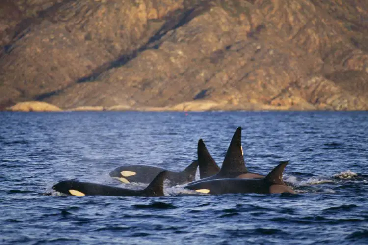 Group of killer whales, Norway