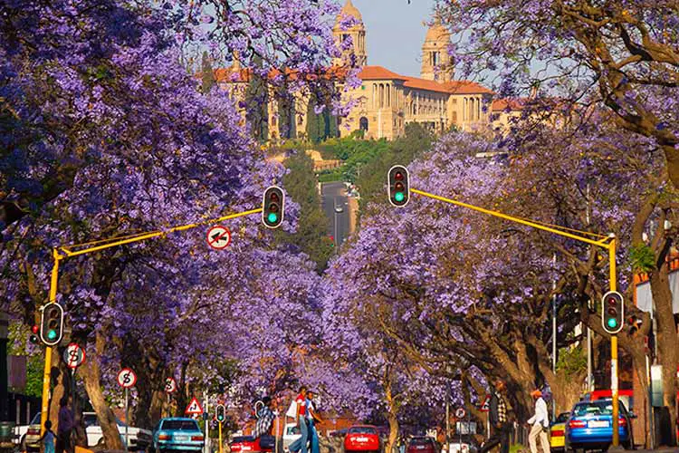 Jacaranda Trees with the Union Buildings