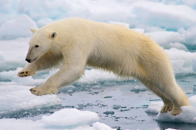 Male Polar Bear jumping in the pack ice in Svalbard, Norway