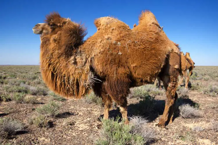 Molting brown bactrian camel in desert of Kazakhstan, Central Asia